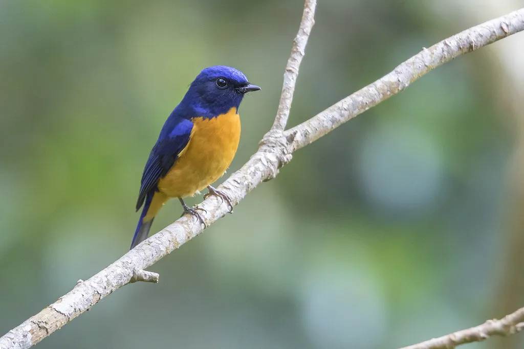 台湾蓝仙鹟(Niltava vivida)