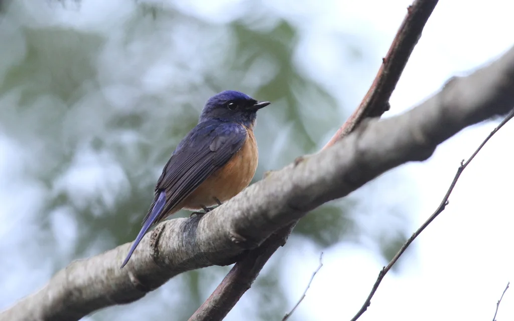 台湾蓝仙鹟(Niltava vivida)