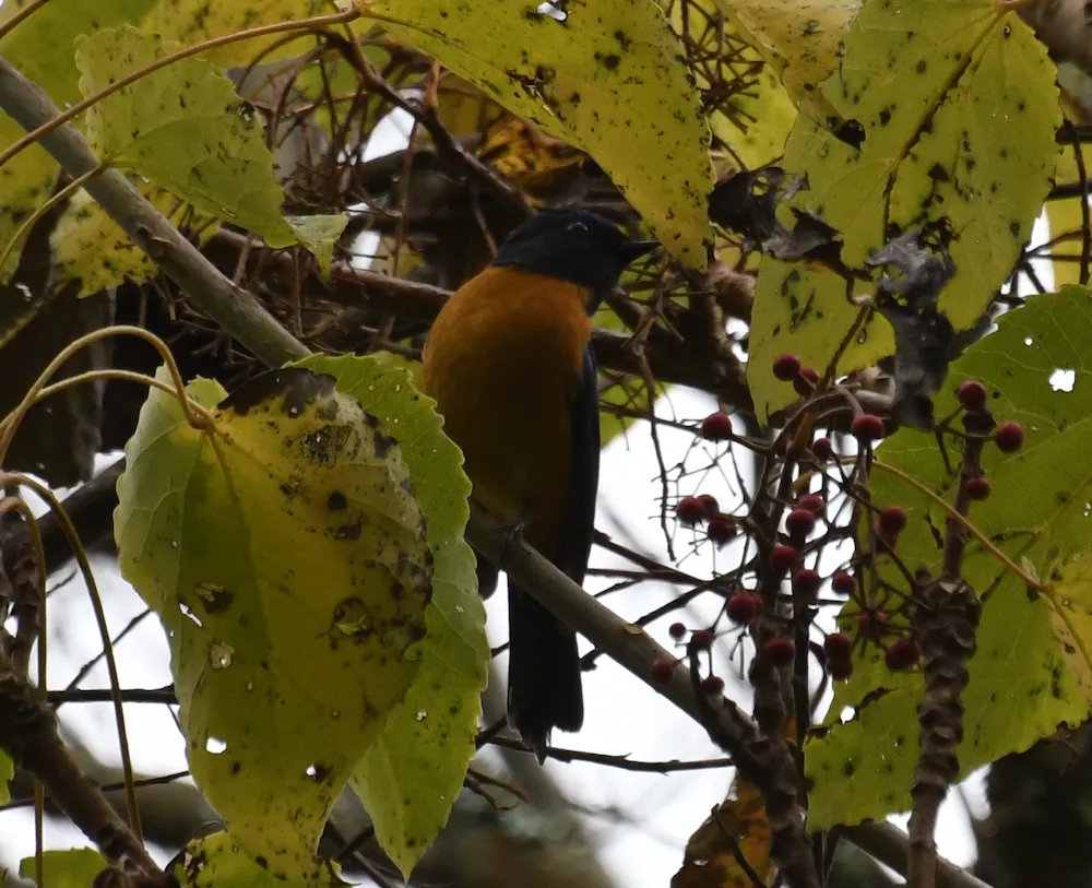 台湾蓝仙鹟(Niltava vivida)