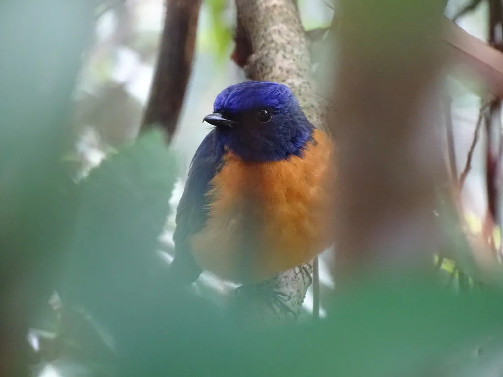 台湾蓝仙鹟(Niltava vivida)