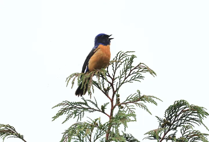 台湾蓝仙鹟(Niltava vivida)