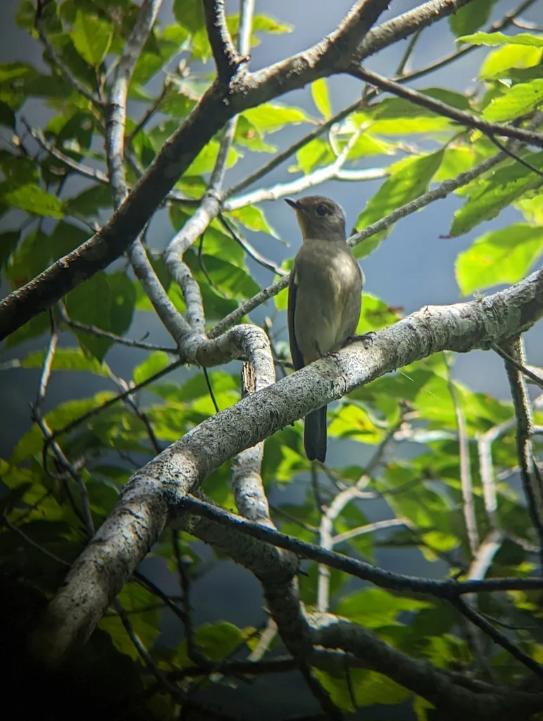 台湾蓝仙鹟(Niltava vivida)