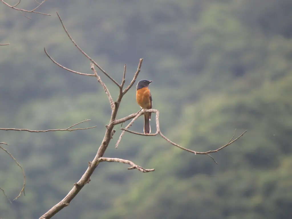 台湾蓝仙鹟(Niltava vivida)