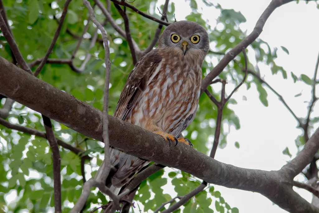 吠鹰鸮（Ninox connivens）