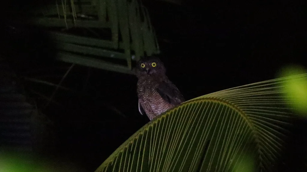 哈岛鹰鸮(Ninox hypogramma)
