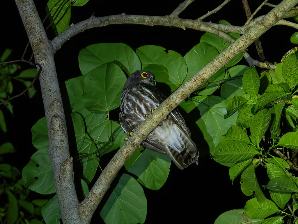 北鹰鸮(Ninox japonica)