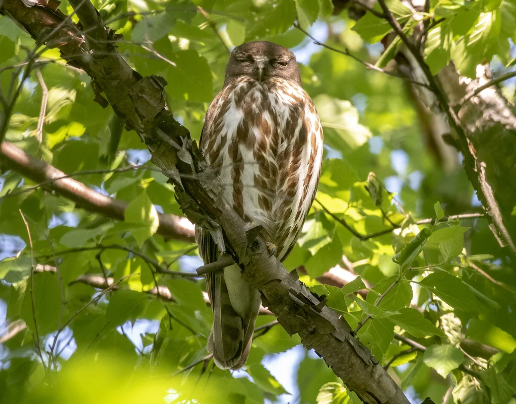 北鹰鸮(Ninox japonica)