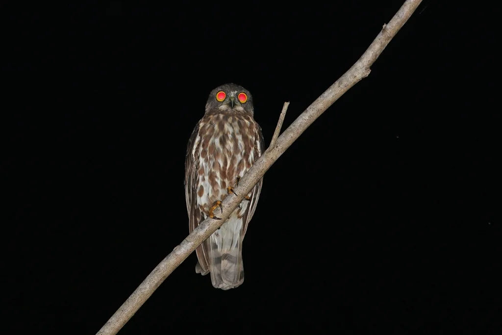 北鹰鸮(Ninox japonica)