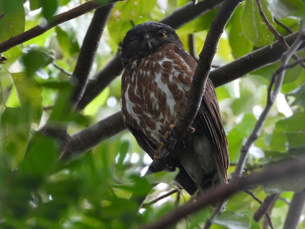 北鹰鸮(Ninox japonica)