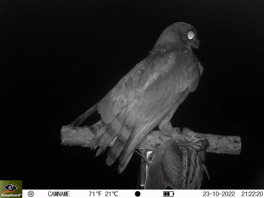 北鹰鸮(Ninox japonica)