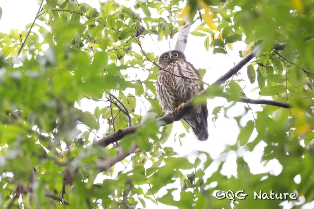 北鹰鸮(Ninox japonica)