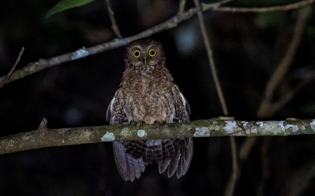 民岛鹰鸮(Ninox mindorensis)