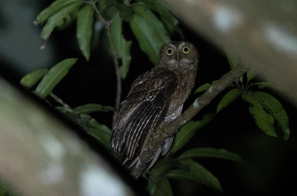 民岛鹰鸮(Ninox mindorensis)