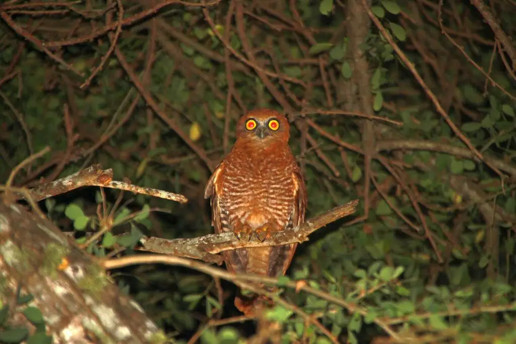 圣诞岛鹰鸮(Ninox natalis)