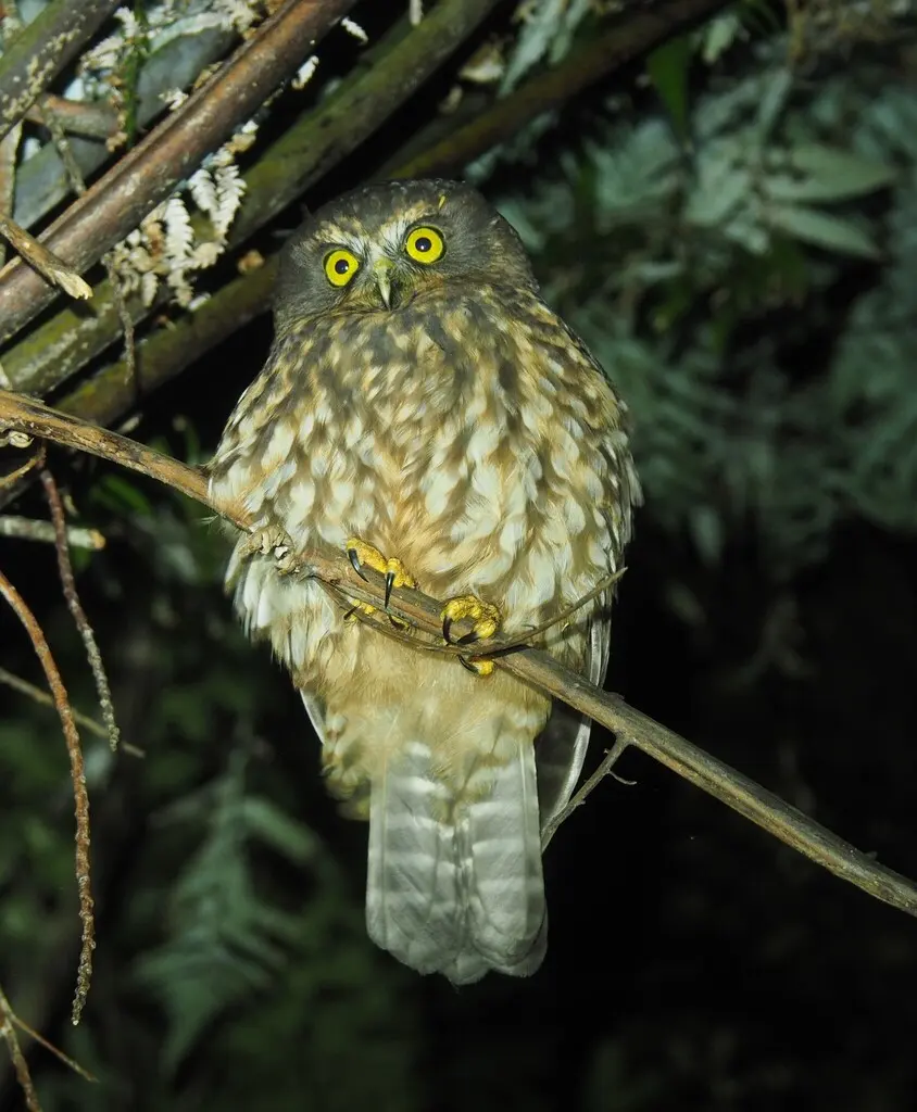 新西兰鹰鸮(Ninox novaeseelandiae)