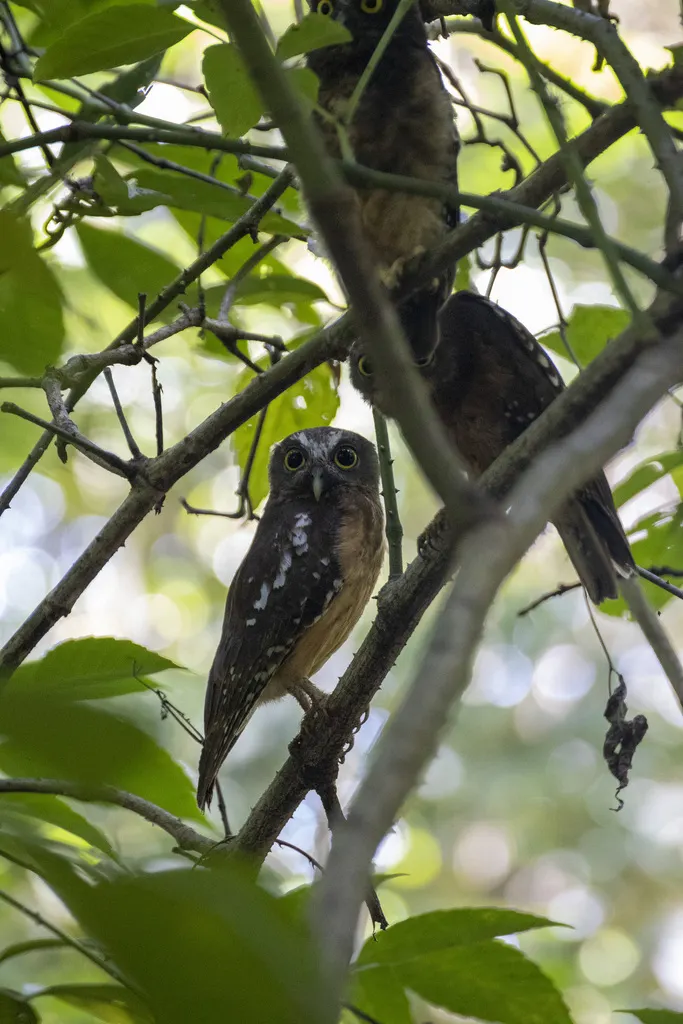 赭腹鹰鸮(Ninox ochracea)