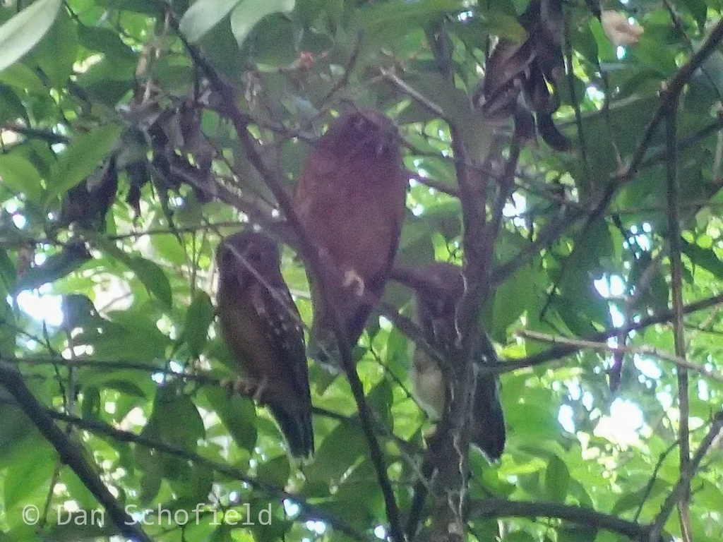 赭腹鹰鸮(Ninox ochracea)
