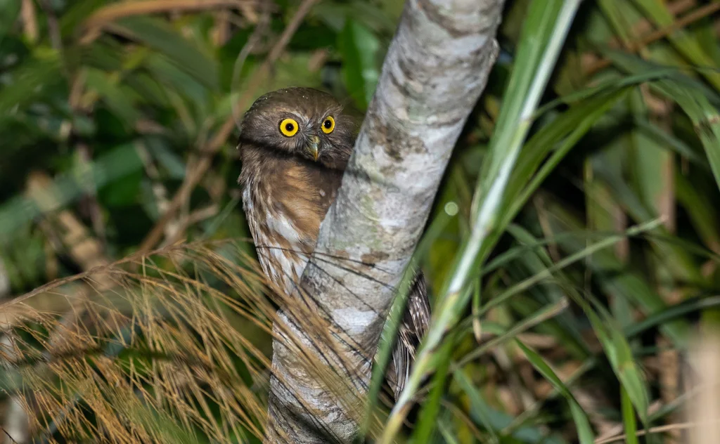 菲律宾鹰鸮(Ninox philippensis)