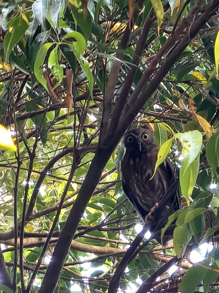 菲律宾鹰鸮(Ninox philippensis)
