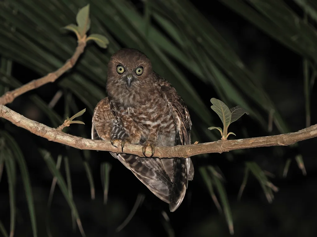 阿洛鹰鸮(Ninox plesseni)
