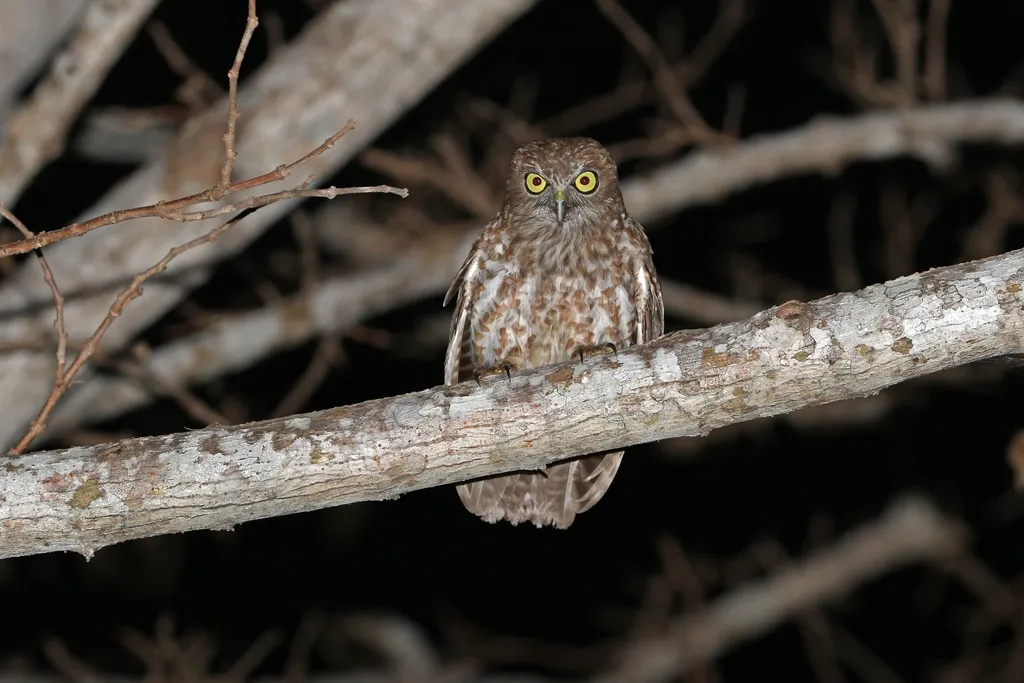 罗地岛鹰鸮(Ninox rotiensis)