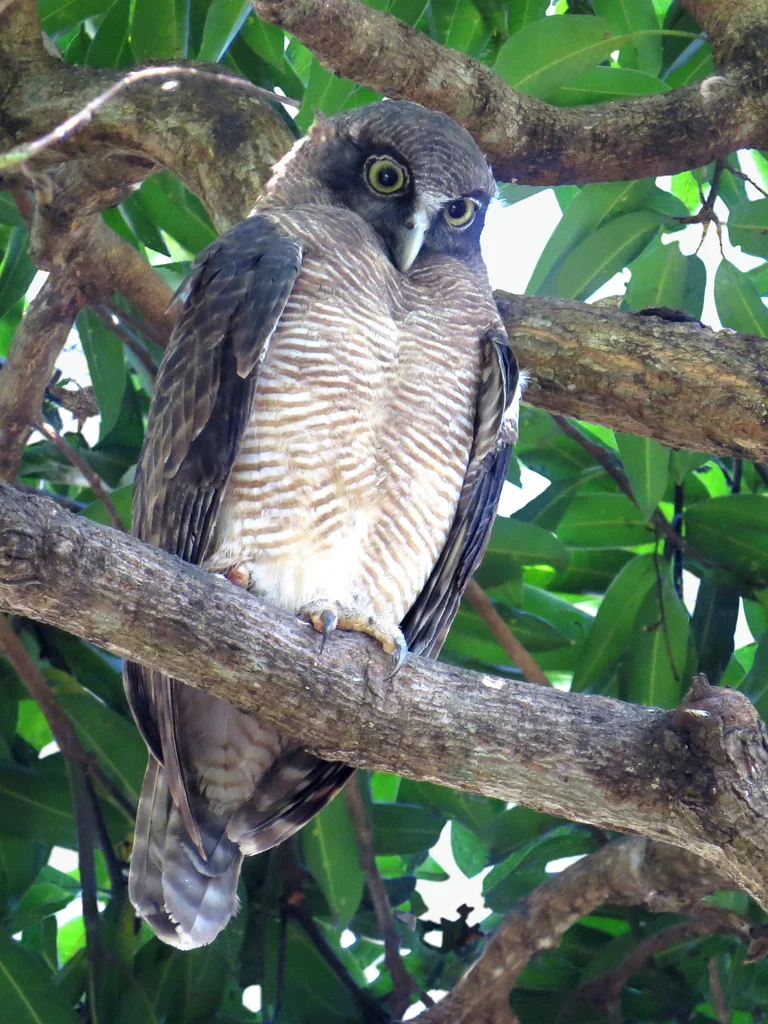 棕鹰鸮(Ninox rufa)