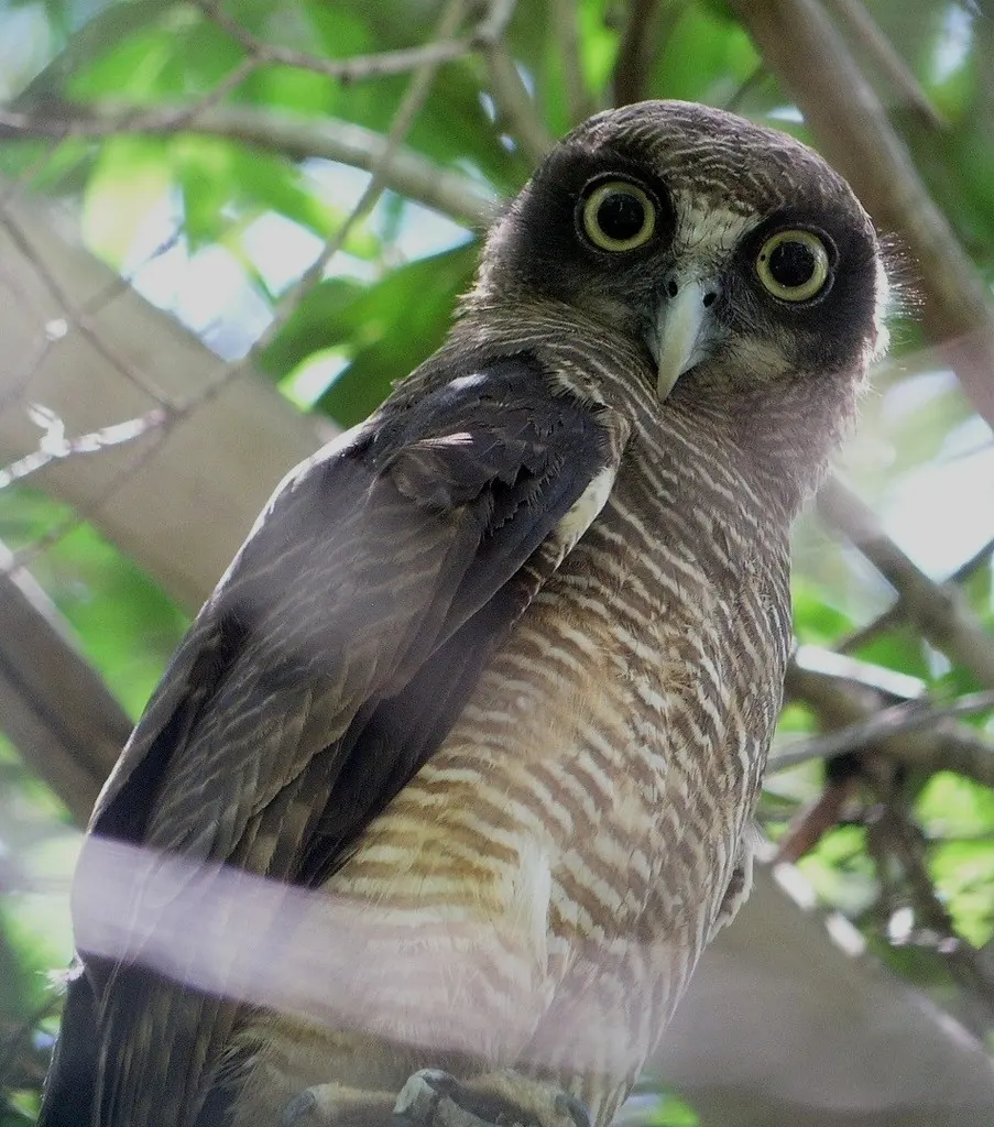 棕鹰鸮(Ninox rufa)