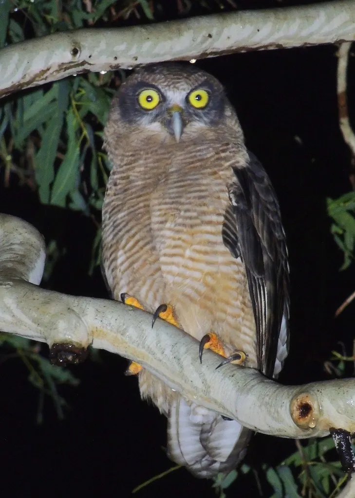 棕鹰鸮(Ninox rufa)