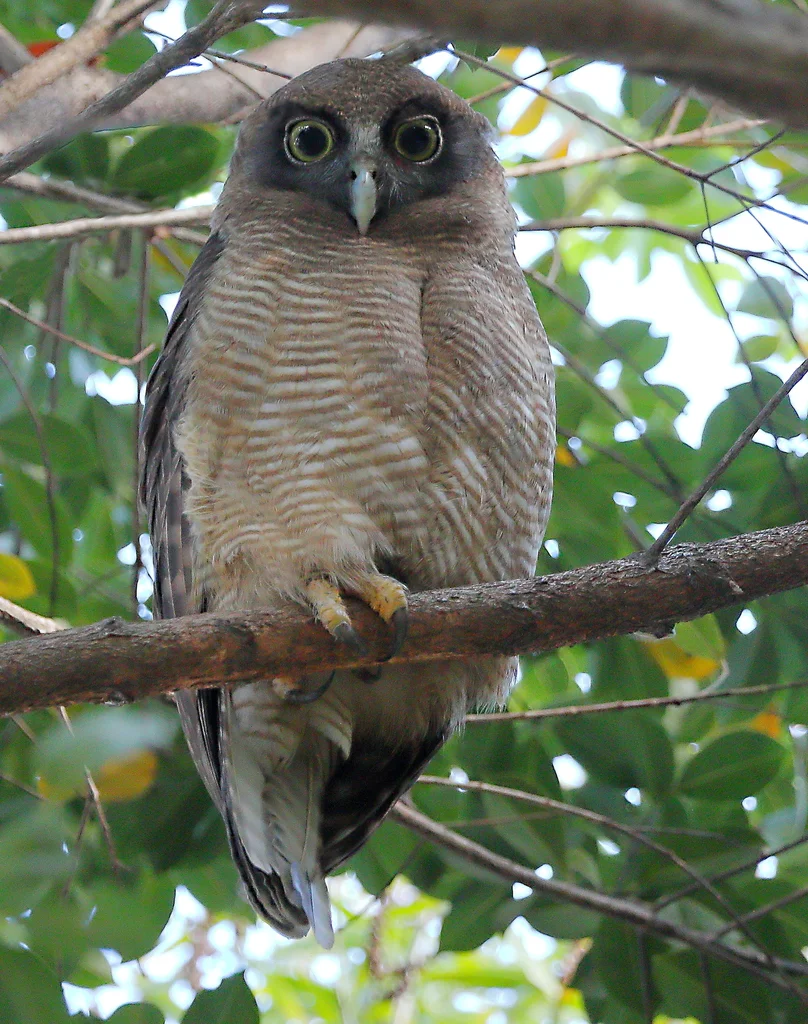 棕鹰鸮(Ninox rufa)