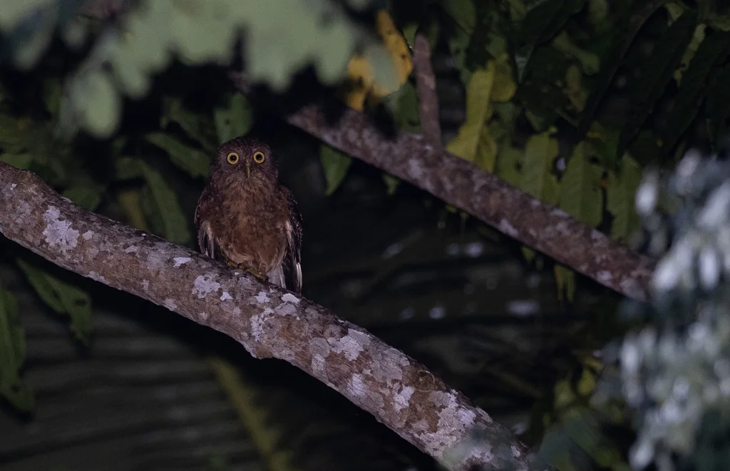 朗布隆鹰鸮(Ninox spilonotus)
