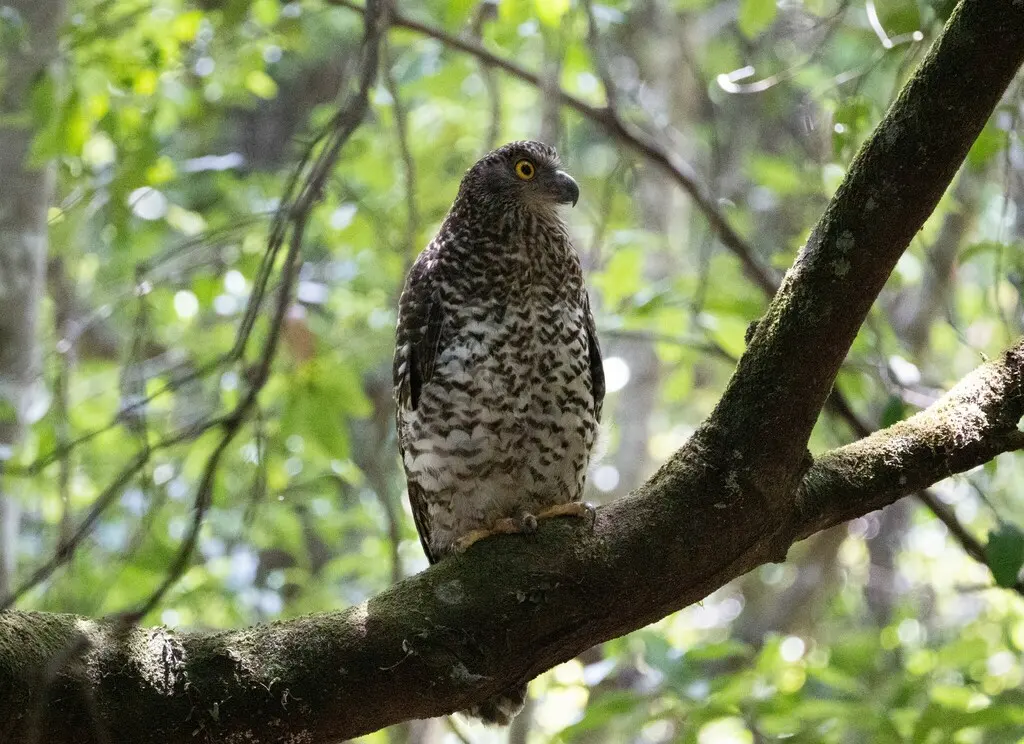 猛鹰鸮(Ninox strenua)