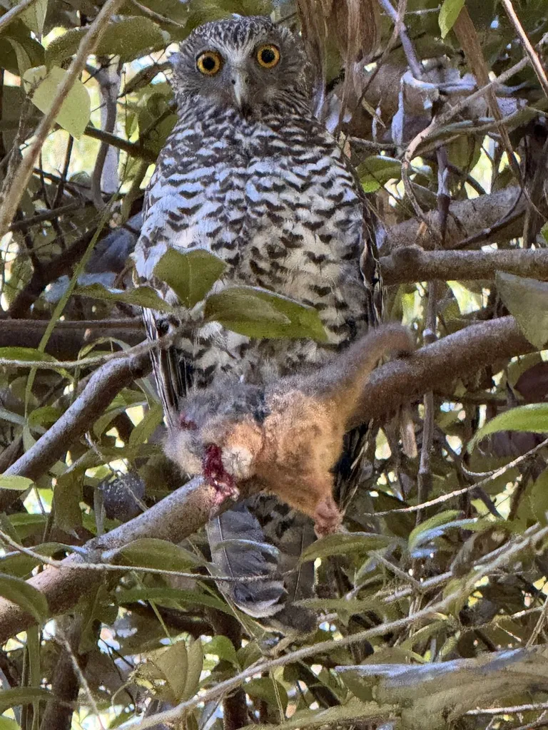 猛鹰鸮(Ninox strenua)