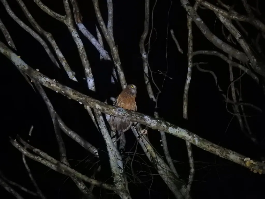小松巴鹰鸮(Ninox sumbaensis)