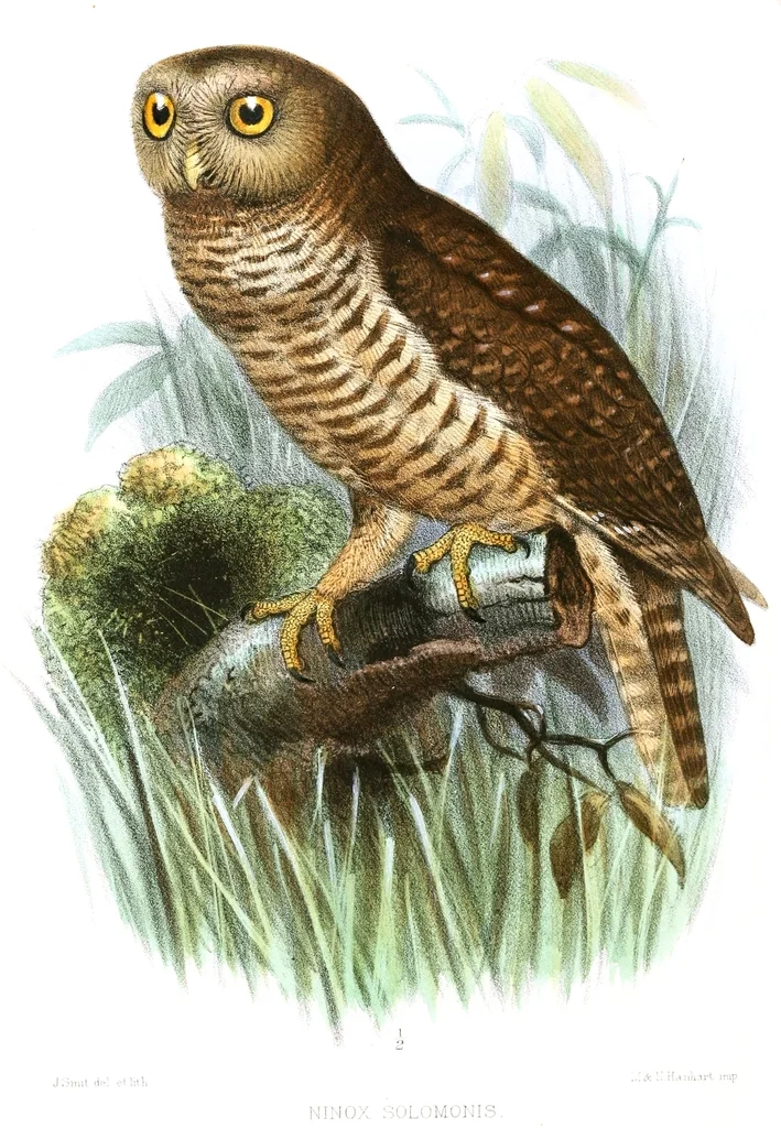 俾斯麦鹰鸮(Ninox variegata)