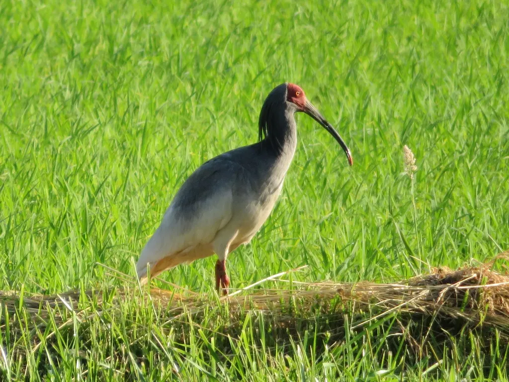 朱鹮(Nipponia nippon)