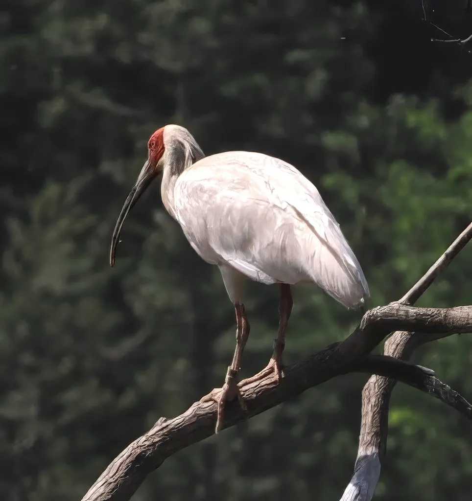 朱鹮(Nipponia nippon)