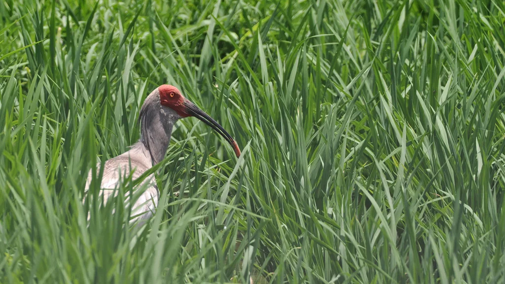 朱鹮(Nipponia nippon)