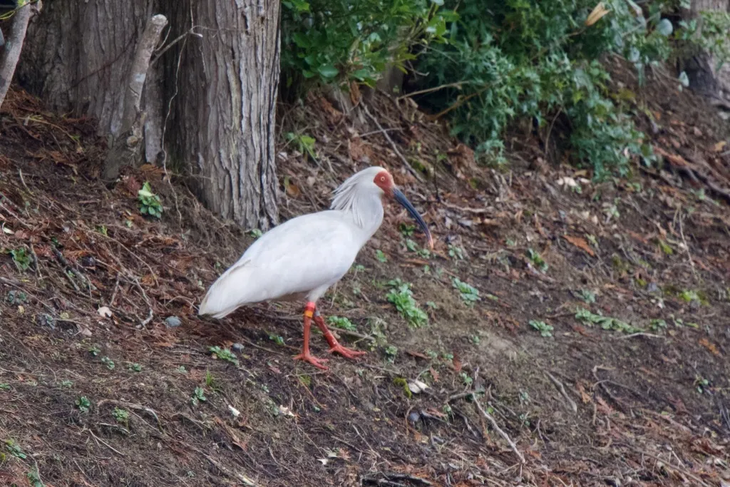 朱鹮(Nipponia nippon)