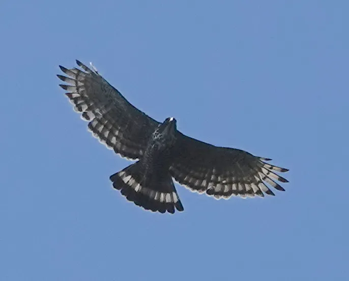 马来鹰雕(Nisaetus alboniger)