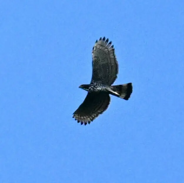 马来鹰雕(Nisaetus alboniger)
