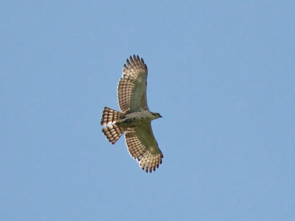 马来鹰雕(Nisaetus alboniger)