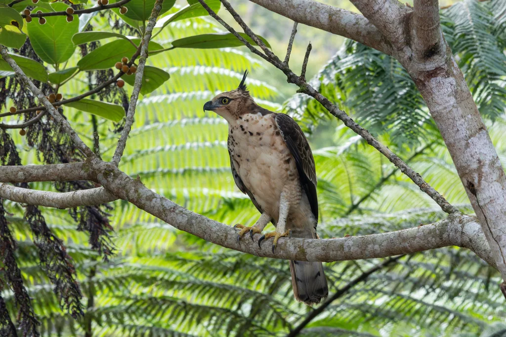 马来鹰雕(Nisaetus alboniger)