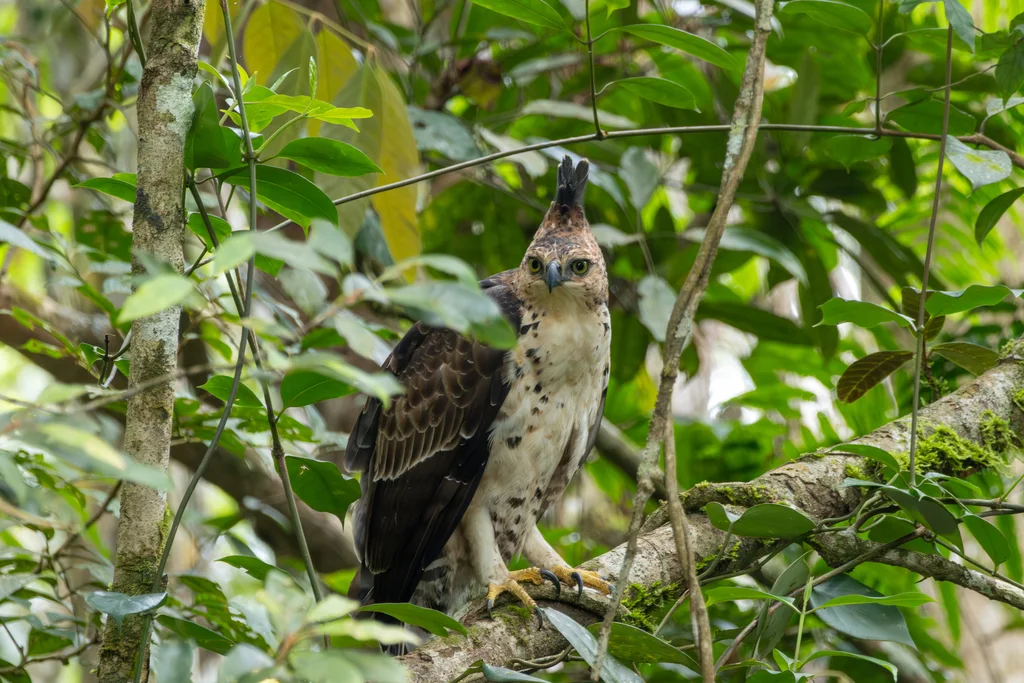 马来鹰雕(Nisaetus alboniger)