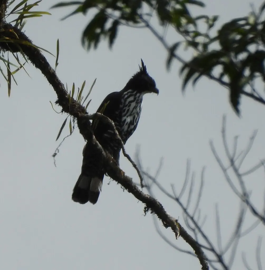 马来鹰雕(Nisaetus alboniger)
