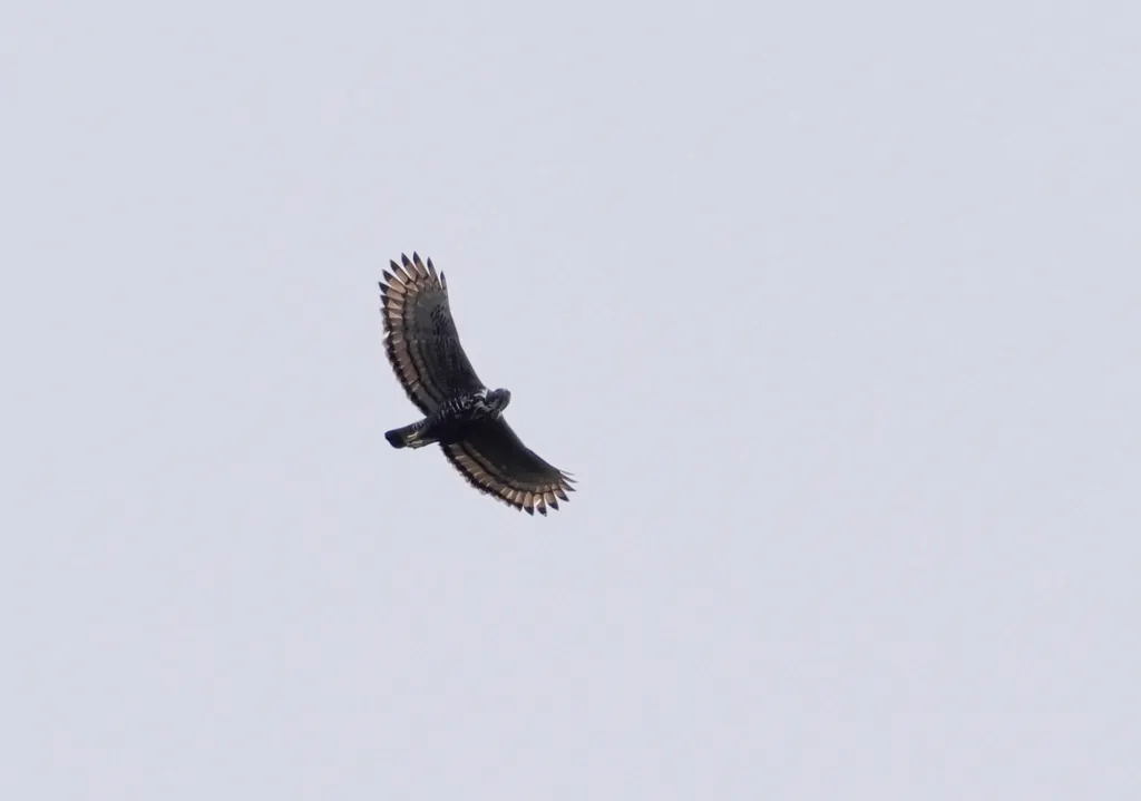 马来鹰雕(Nisaetus alboniger)