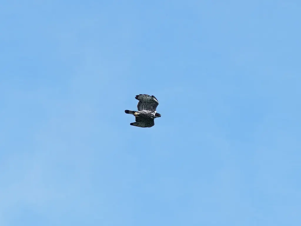 马来鹰雕(Nisaetus alboniger)