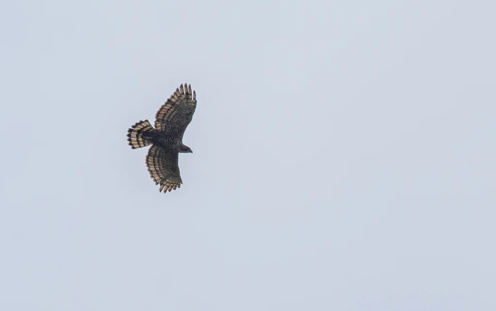 爪哇鹰雕(Nisaetus bartelsi)