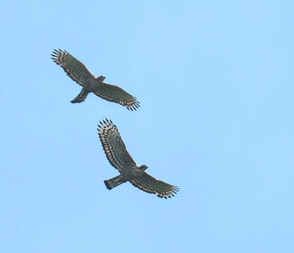 爪哇鹰雕(Nisaetus bartelsi)