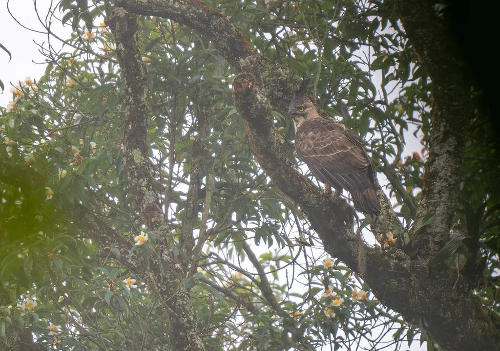 爪哇鹰雕(Nisaetus bartelsi)