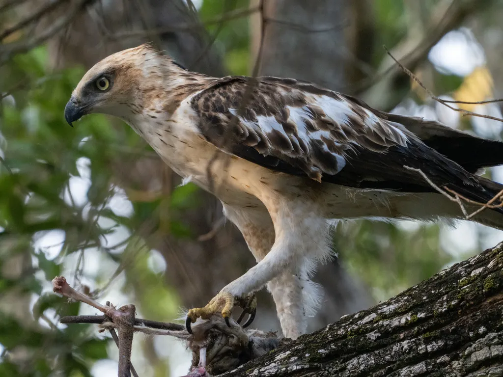 凤头鹰雕(Nisaetus cirrhatus)